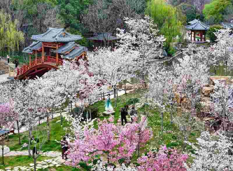 春回大地万物竞发;各地探索赏花新路径;春日经济活力持续释放。 文化旅游