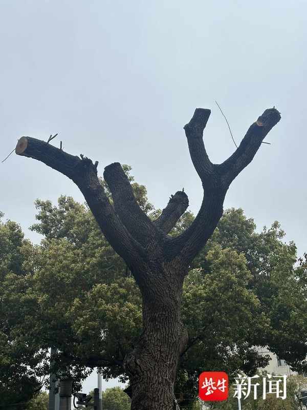  绿化焦虑与管理失序：社区树木“剃光头”引发的治理困局 新闻