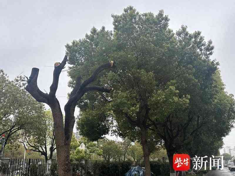  绿化焦虑与管理失序：社区树木“剃光头”引发的治理困局 新闻