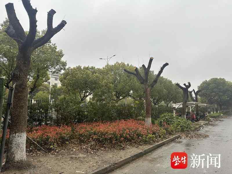  绿化焦虑与管理失序：社区树木“剃光头”引发的治理困局 新闻