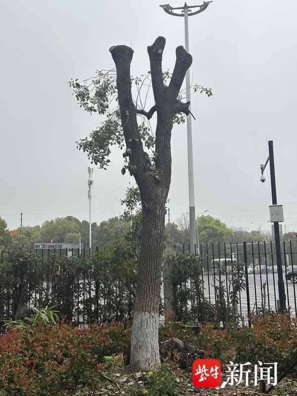  绿化焦虑与管理失序：社区树木“剃光头”引发的治理困局 新闻